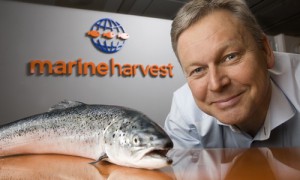 Семга норвежской компании Marine Harvest будет поставляться в Россию с производств в странах, не попавших под санкции