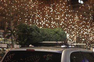 Бизнесмены рассказали, сколько будут стоить новогодние елки в этом сезоне
