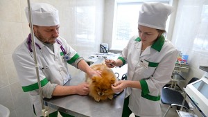 Животные в России получат ID