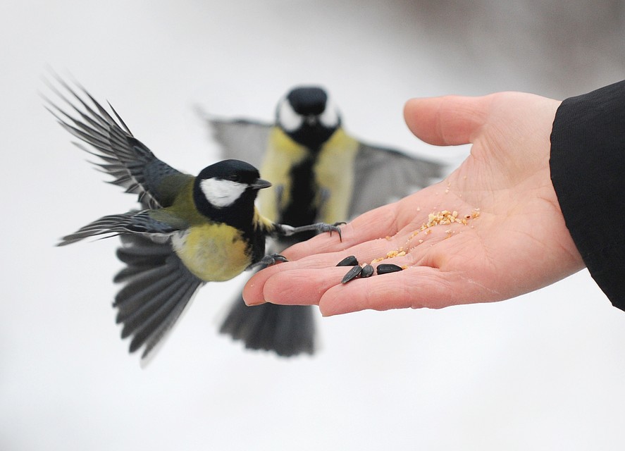Покормите птиц в морозы