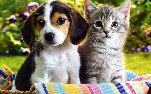 Кого дороже застраховать – кошку или собаку?