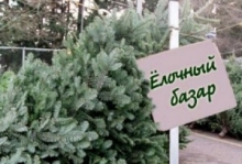 В Украине новогодние елки будут сдавать в аренду